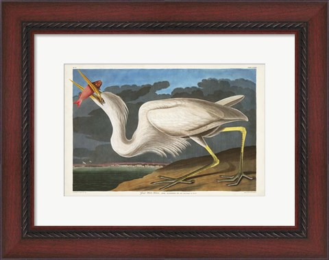 Framed Pl 281 Great White Heron Print
