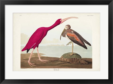 Framed Pl 397 Scarlet Ibis Print