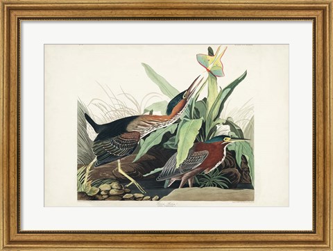 Framed Pl 333 Green Heron Print