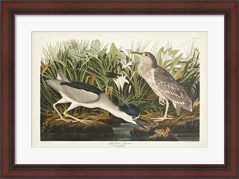 Framed Pl 236 Night Heron Print