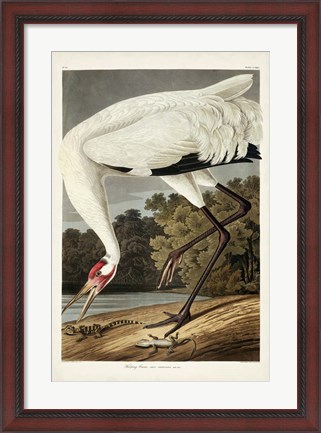 Framed Pl 226 Hooping Crane Print