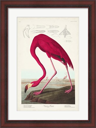 Framed Pl 431 American Flamingo Print