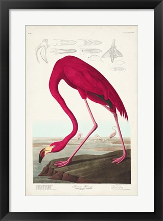 Framed Pl 431 American Flamingo Print