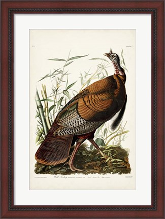 Framed Pl 1 Wild Turkey Print