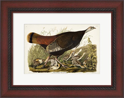 Framed Pl 6 Great American Hen &amp; Young Print