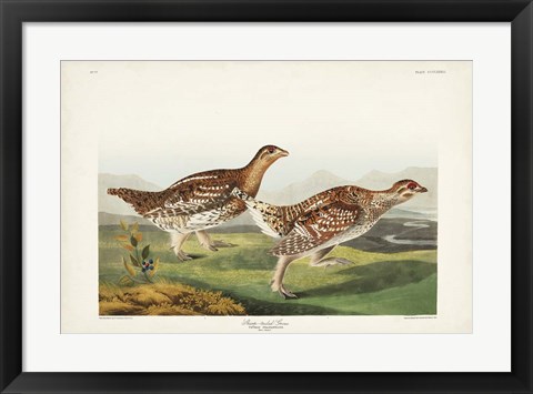 Framed Pl 382 Sharp-tailed Grouse Print