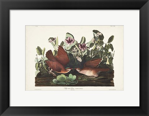 Framed Pl 167 Key West Pigeon Print