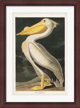 Framed Pl 311 American White Pelican Print