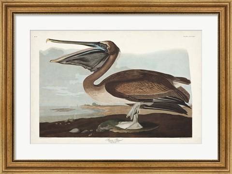 Framed Pl 421 Brown Pelican Print