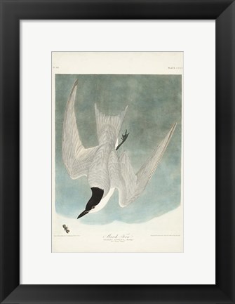 Framed Pl 410 Marsh Tern Print