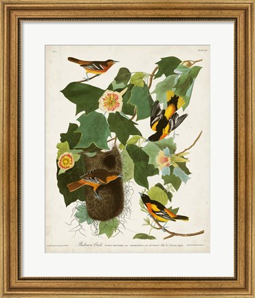 Framed Pl 12 Baltimore Oriole Print