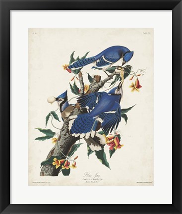 Framed Pl 102 Blue Jay Print