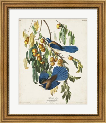 Framed Pl 87 Floriday Jay Print