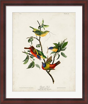 Framed Pl 53 Painted Finch Print