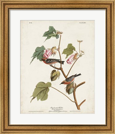 Framed Pl 69 Bay-breasted Warbler Print