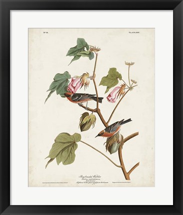 Framed Pl 69 Bay-breasted Warbler Print
