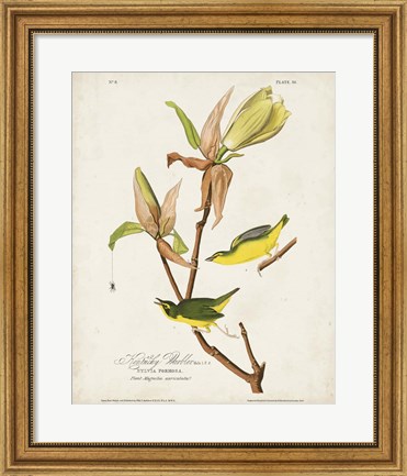 Framed Pl 38 Kentucky Warbler Print