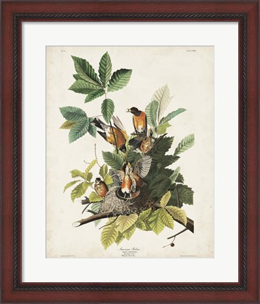 Framed Pl 131 American Robin Print