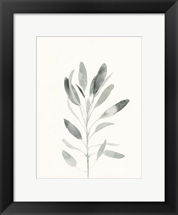 Framed Delicate Sage Botanical II Print