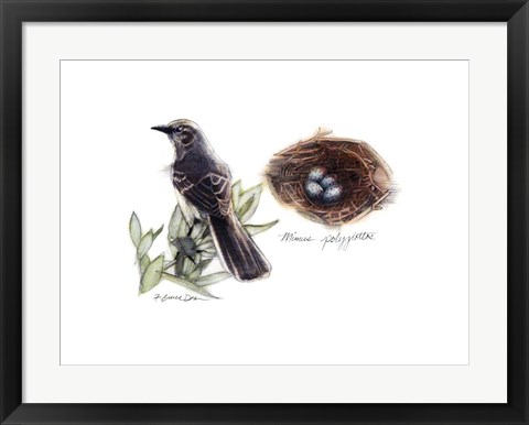 Framed Bird &amp; Nest Study I Print