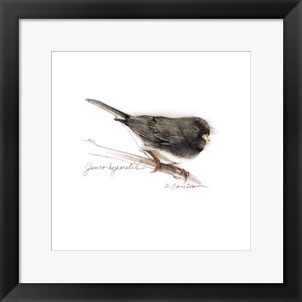 Framed Songbird Study V Print