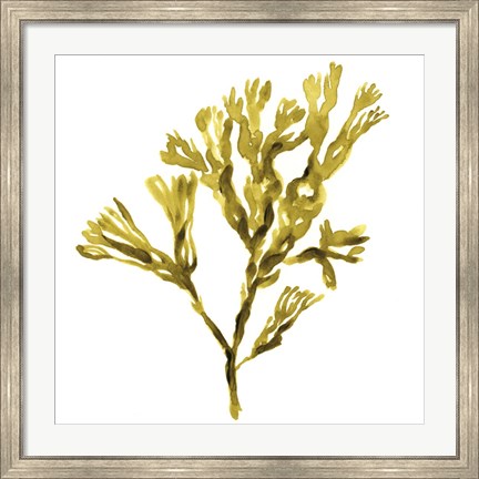 Framed Suspended Seaweed II Print