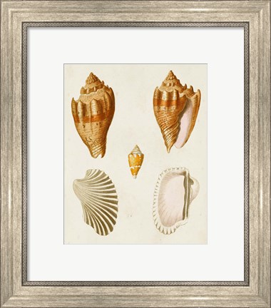 Framed Knorr Shells VII Print