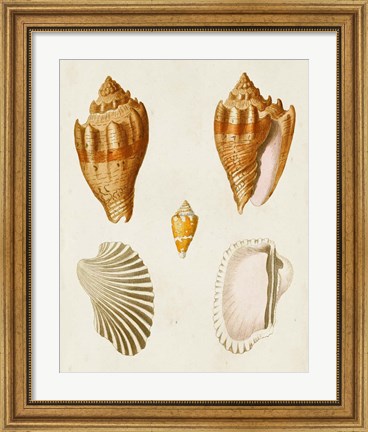 Framed Knorr Shells VII Print