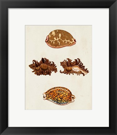 Framed Knorr Shells VIII Print