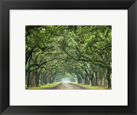 Framed Canopy Road VI Print