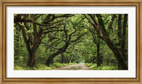 Framed Canopy Road Panorama IV Print