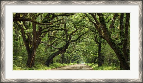 Framed Canopy Road Panorama IV Print