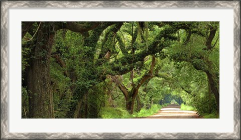 Framed Canopy Road Panorama V Print