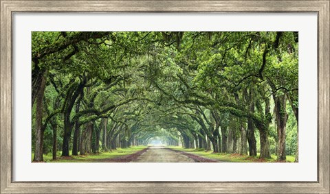 Framed Canopy Road Panorama VI Print