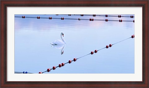 Framed Swan and Ropes Print
