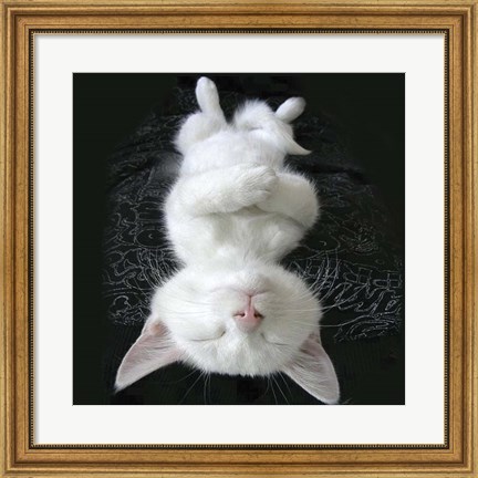 Framed Cat Yoga III Print