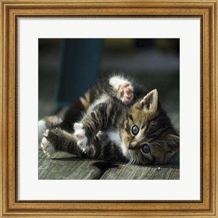 Framed Cat Yoga V Print