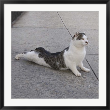 Framed Cat Yoga VI Print