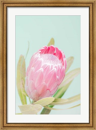 Framed Sun Drenched Blossom I Print