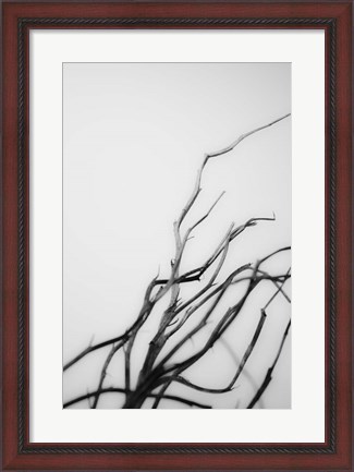 Framed Searching Branches I Print