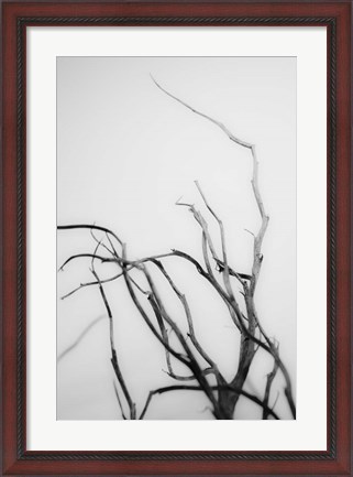 Framed Searching Branches II Print