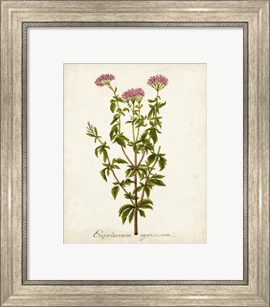 Framed Antique Herb Botanical I Print