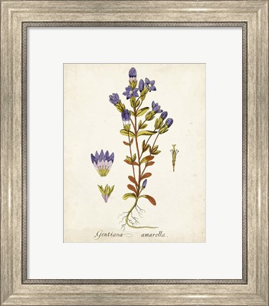 Framed Antique Herb Botanical II Print