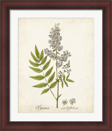 Framed Antique Herb Botanical III Print