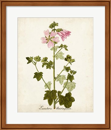 Framed Antique Herb Botanical V Print