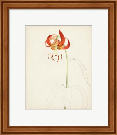 Framed Watercolor Botanical Sketches I Print