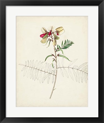Framed Watercolor Botanical Sketches II Print