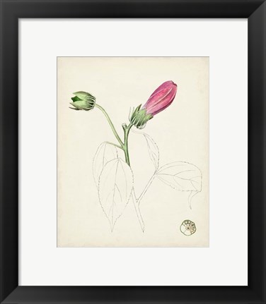 Framed Watercolor Botanical Sketches IV Print