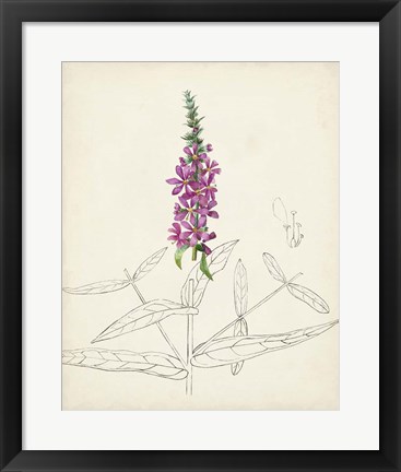 Framed Watercolor Botanical Sketches V Print