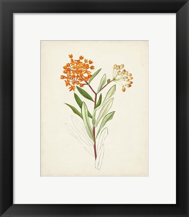 Framed Watercolor Botanical Sketches VI Print